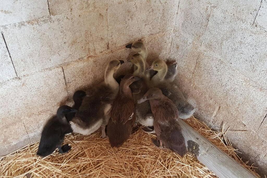 Lillo Finca La Caprichosa De Dancos מראה חיצוני תמונה
